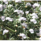 60 Sementes Salvia Apiana Salvia Sagrada Branca Frete Grátis