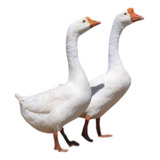 8 Ovos De Ganso Sinaleiro Branco