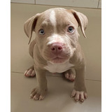 American Bully Com Pedigree E Microchip Canil Jackmel Collie