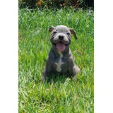American Bully Fêmea Com Pedigree Canil Jackmel Collie