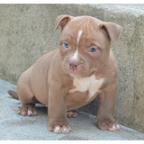 American Bully Filhote - Pedigree - Envio Para Todo Brasil