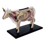 Anatomia Da Vaca Bovino 4d Vision Medicine