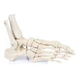 Anatomia Do Pé / Esqueleto Do Pé / Anatomia Humana 