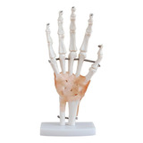 Articulação Da Mão Com Ligamentos