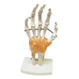 Articulação Da Mão Em Tamanho Real Com Ligamentos Flexíveis 