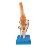 Articulação Do Joelho Com Ligamentos Esqueleto Anatomic