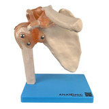 Articulação Do Ombro Com Ligamentos Anatomico Tam Real