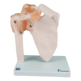 Articulacao Do Ombro Com Ligamentos