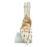 Articulação Do Pé C/ligamentos Tamanho Real Pvc