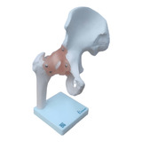 Articulacao Do Quadril Com Ligamentos
