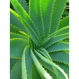 Babosa (aloe Vera)