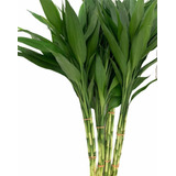 Bambu Da Sorte Natural Muda 40cm 20 Hastes Feng Shui