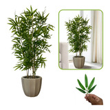 Bambuzinho Artificial 8 Unid. + Vaso Decorativo Completo