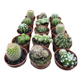 Bandeja Com 15 Mini Cactos Variados Pt 06 Lindos Promocional