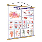 Banner Corpo Humano Sistemas Anatomia Medicina Mapa Estudos