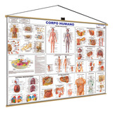 Banner Corpo Humano Sistemas Anatomia Poster Mapa Gigante Medicina Guia