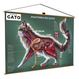 Banner Gato Cat Pet Anatomia Veterinário Mapa Estudo