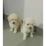 Bbs Perfeitos Filhotes De Cães Da Raça Poodle Toy Branco