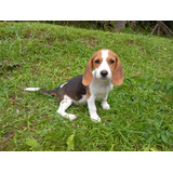 Beagle Feminha Do Menor Porte