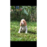 Beagle Filhote Fêmea Bicolor