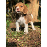 Beagle Filhote Fêmea Chocolate