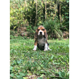 Beagle Filhote Fêmea Tricolor