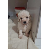 Belo Machinho De Poodle Toy Microchipado Com Pedigree