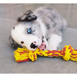 Border Collie Com Pedigree Canil Jackmel Collie
