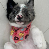 Border Collie Expoxiçao Com Microchip Canil Jackmel Collie