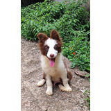 Border Collie Marrom Com Pedigree