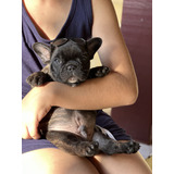 Buldogue Francês Filhote Macho Linhagem Importada