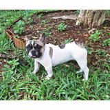 Bulldog Frances Filhota Lindona