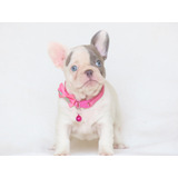 Bulldog Frances Filhote Blue Canil Minion Bull