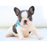 Bulldog Frances Filhote Buldog Canil Minion Bull