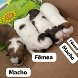 Cachorro Shihtzu Filhotes, Femeas/machos, Todos Vacinados