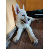 Cães Da Raça Pastor Branco Suíço 