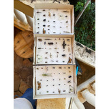 Caixa Entomologica Com 30 Insetos.com Todas Famílias/ordens.