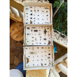 Caixa Entomologica Com 30 Insetos.com Todas Famílias/ordens.