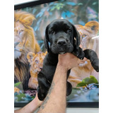 Cane Corso Italiano Com Pedigree Canil Jackmel Collie