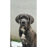 Cane Corso Italiano Fêmea Com Pedigree Canil Jackmel Collie