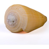 Caramujo Conus Virgo (9cm)