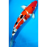 Carpa Nishikigoi Taisho 45cm (imagens Reais)