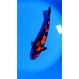 Carpas Nishikigoi Hi Showa 43cm Matriz