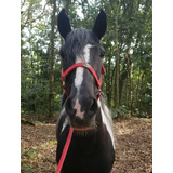 Cavalo (égua) Manga Larga Pampa De Preto