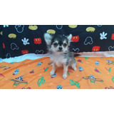 Chihuahua Femea Agouti