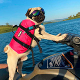 Colete Salva Vida Ativa Pet Cor Rosa Tamanho P - 5 A 9 Kg