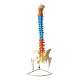 Coluna Vertebral Colorida Em Tamanho Natural 4d-anatomy Mod. Anatomico