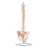 Coluna Vertebral Flexível Em Tam Nat Tgd-0148-a - Anatomic