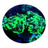 Coral: Hammer Bicolor