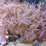 Coral Clovers Brown Muda 20 Pólipos - Soft - Aquario Marinho